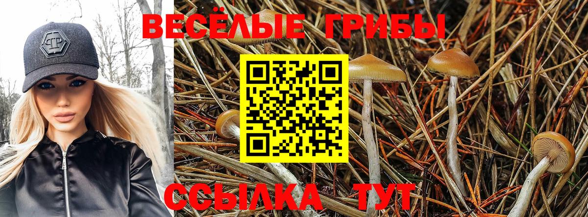 Валуйки  Псилоцибиновые грибы Psilocybe  Вход с VPN 